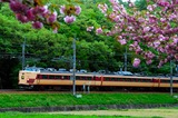 八重桜と183系