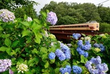 アジサイと381系_1