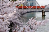 大川の桜と103系