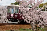 桜と阪急電車