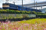 コスモスとEF65+12系