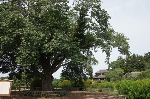 DSC034590020