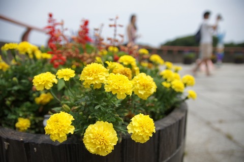 DSC035150037