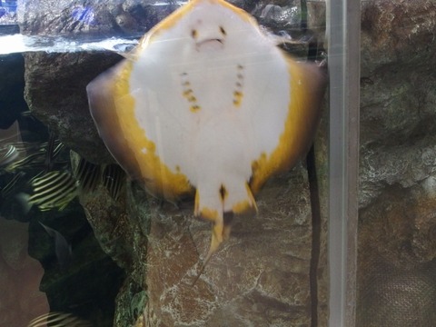 P90300500022
