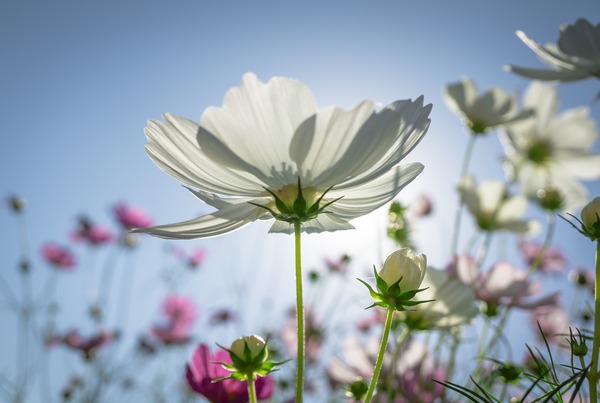 cosmos-2804352_1920