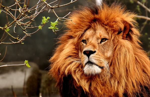 lion-3372720_1920