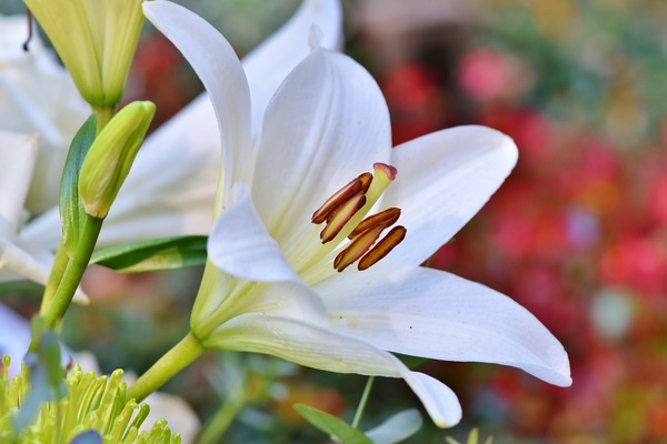 lily-3763573_1920