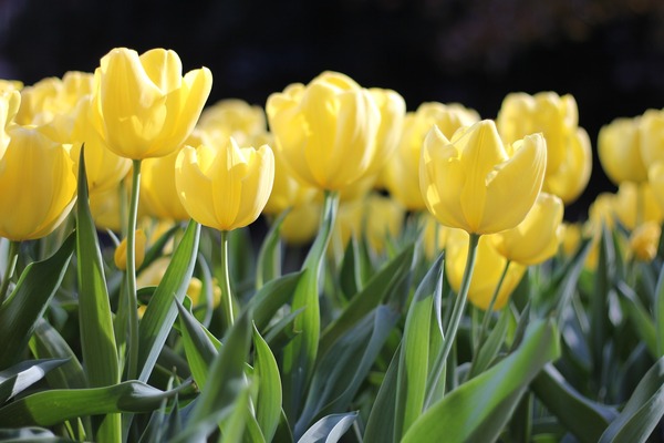 tulips-1083572_1920