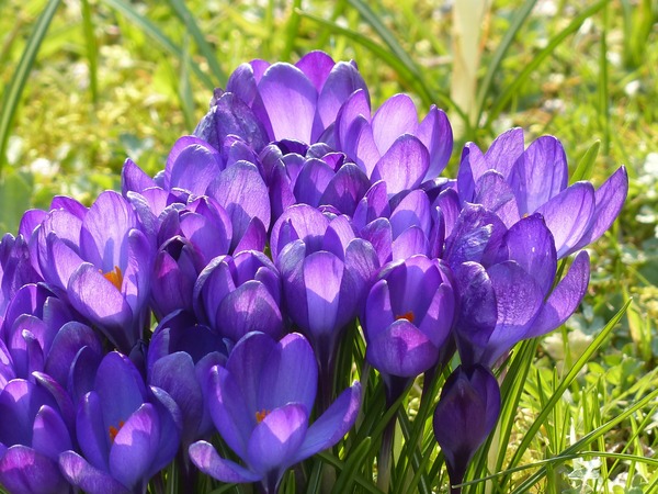crocus-100134_1920