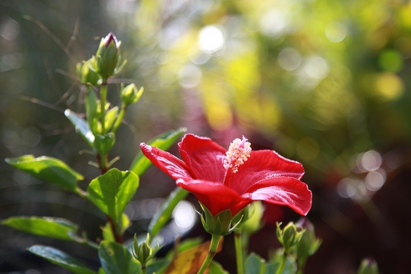 flowers-3773878_1920