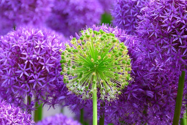 blossom-139356_1920