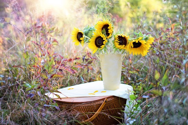sunflowers-1719119_1920