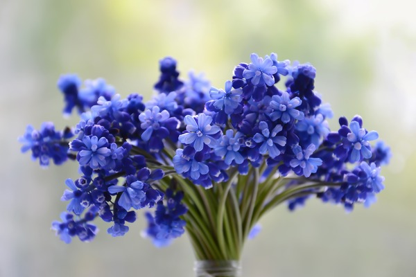 flowers-3453729_1920