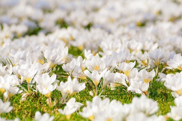 crocus-4077848_1920
