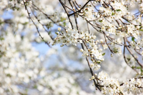 spring-3947898_1920