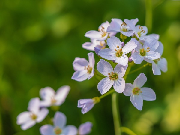 flower-4032528_1920