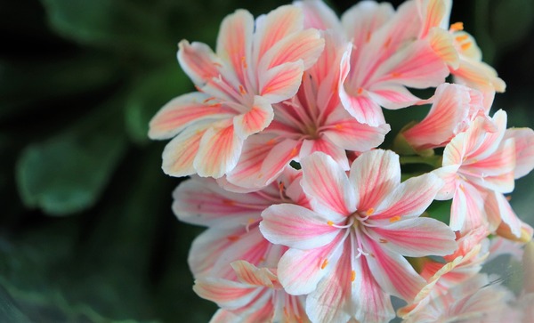 pink-3418261_1920