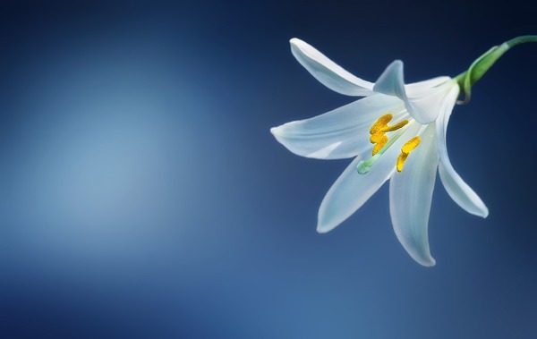 flower-729514_1920
