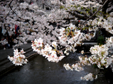 京都高瀬川の桜