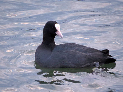 冬の水鳥（写真） 冬の琵琶湖で越冬する水鳥の写真素材 [FYI00203862] | ストックフォト
