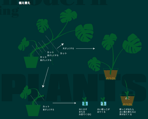 モンステラ植替