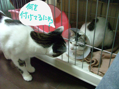 何を付けてるのにゃ?