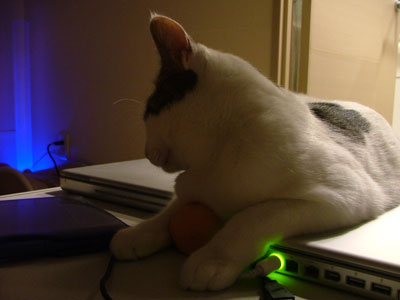 みかん1