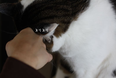 猫ピートの愛情4