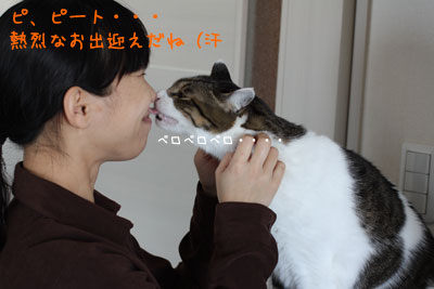 猫ピートの愛情2