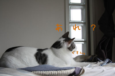 甘えん坊猫4