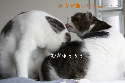 甘えん坊猫2