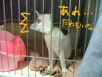 あれれ?