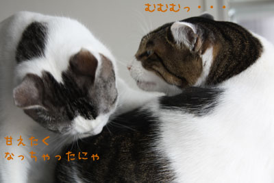 甘えん坊猫1