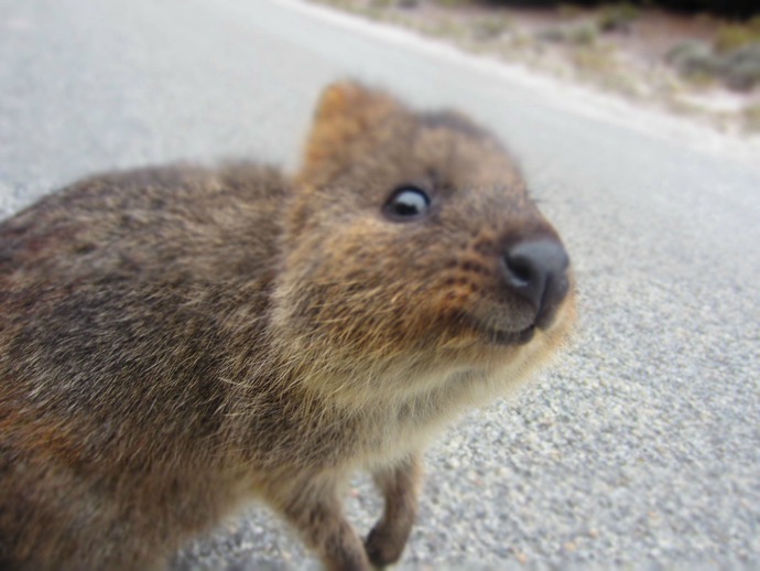 quokka-8