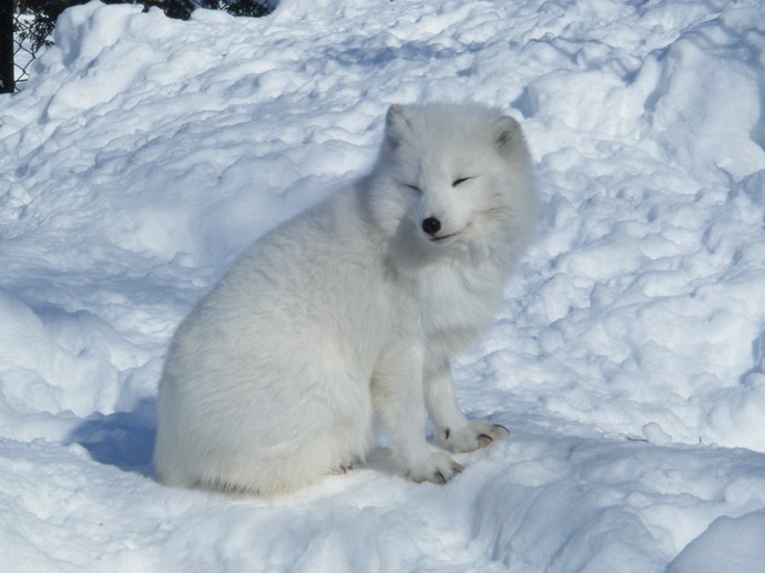 Alopex_lagopus,_Asahikawa_Asahiyama_Zoological_Park