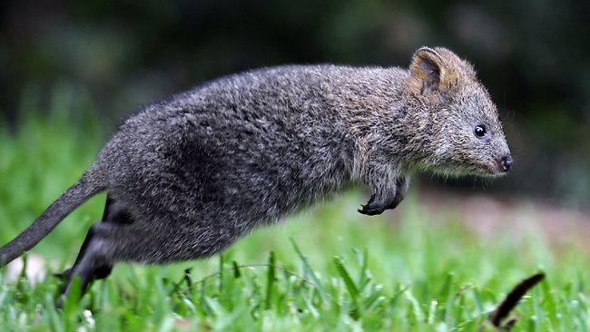 390319-quokka