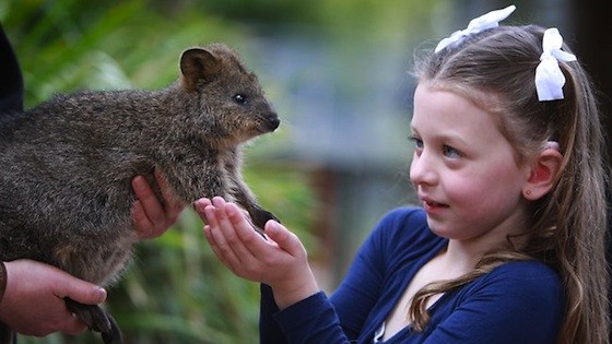 News-SA-hero-190106-aaliyah-with-kinta-the-quokka