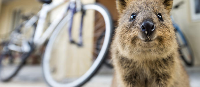 quokka-13-1200x520