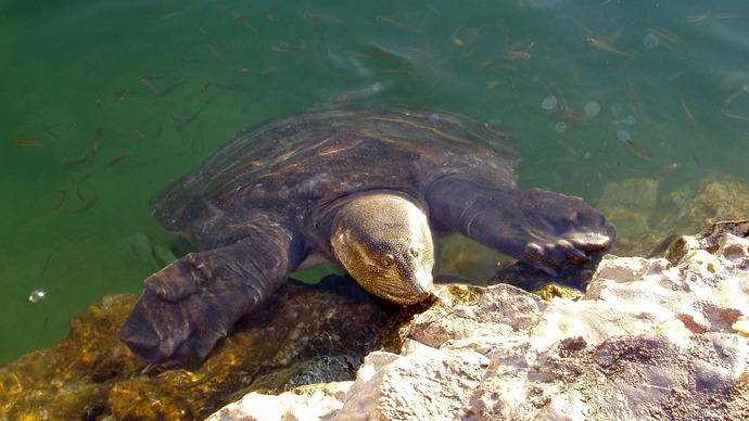 Nijlschildpad