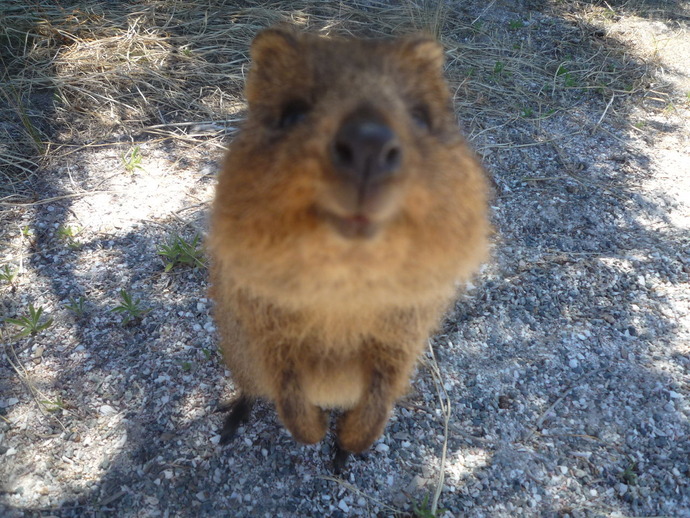 クオッカ 幸せ動物