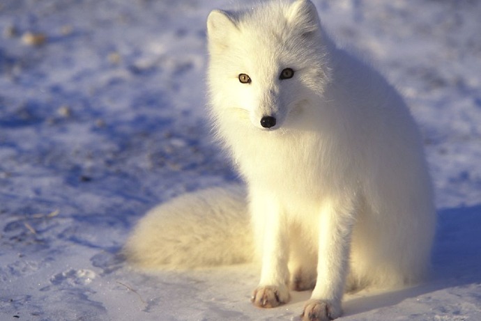 arcticfox