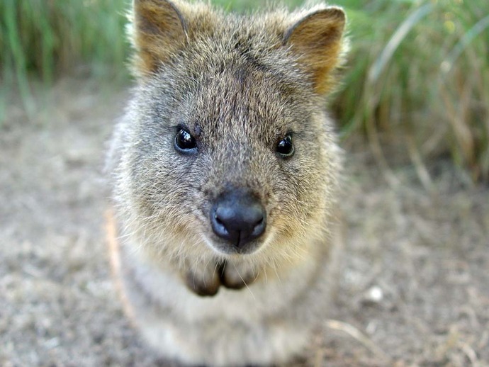 Quokka_by_RYAFACAN