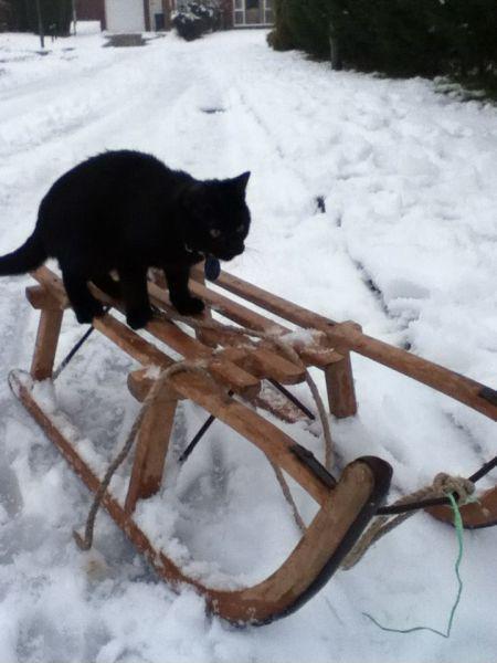 katze-faehrt-schlitten