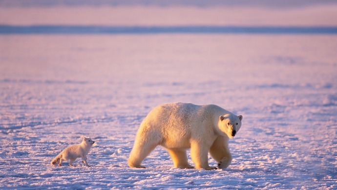 Arctic-animals-polar-bears-and-arctic-foxes_1920x1080