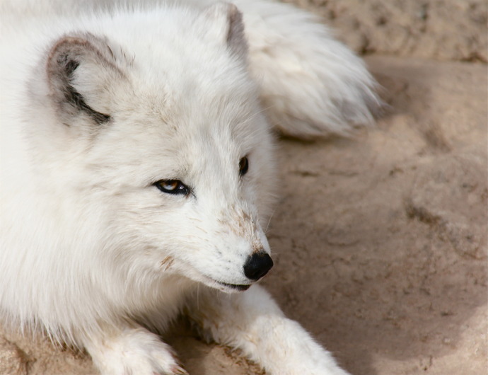 vulpes_lagopus_by_dachindae-d3b75o2