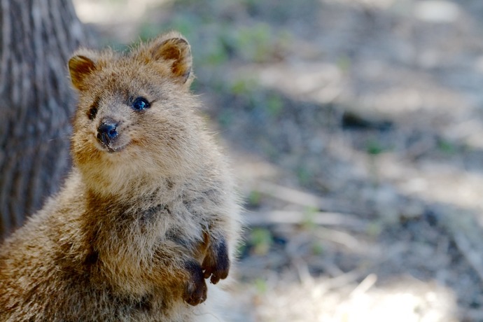 Quokka-11