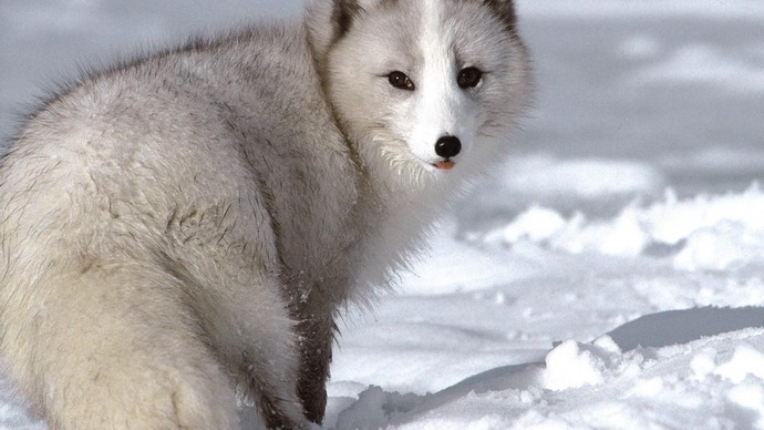 Arctic Fox
