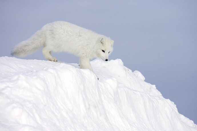 1-arctic-fox-alopex-lagopus-on-snow-drift-matthias-breiter