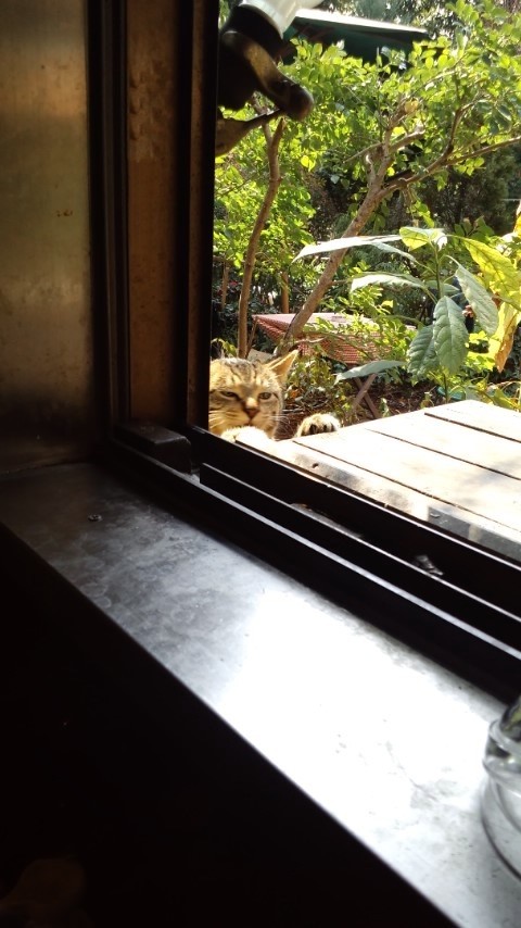 topcat