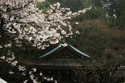 桜2